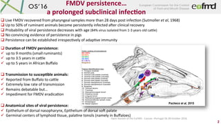 Open	Session	of	the	EuFMD	-	Cascais	–Portugal	26-28	October	2016	
FMDV	persistence…	
a	prolonged	subclinical	infec1on	
q 	...