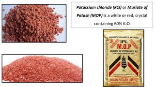 Potassium chloride (KCI) or Muriate of
Potash (MOP) is a white or red, crystal
containing 60% K2O
 