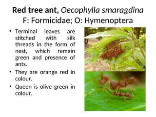 Mandragappa Insect P4 - Pests of Mango, Citrus and Sapota and thair managment different ...