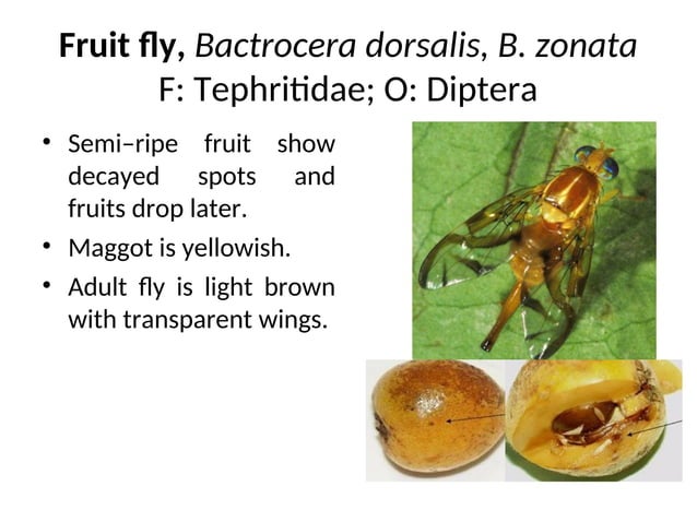 Mango Defoliator Insect P4 - Pests of Mango, Citrus and Sapota and thair managment different ...