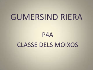 GUMERSIND RIERA
P4A
CLASSE DELS MOIXOS
 