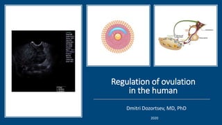 Regulation of ovulation
in the human
Dmitri Dozortsev, MD, PhD
2020
 