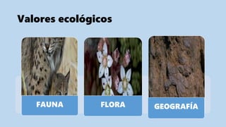 Valores ecológicos
FAUNA FLORA GEOGRAFÍA
 