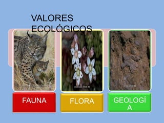 FAUNA FLORA GEOLOGÍ
A
VALORES
ECOLÓGICOS
 