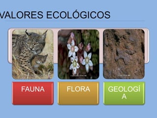 VALORES ECOLÓGICOS
FAUNA FLORA GEOLOGÍ
A