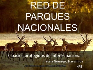 RED DE
PARQUES
NACIONALES
Espacios protegidos de interés nacional.
Yuria Guerrero Hayashida
4ºB
 