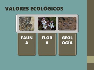 VALORES ECOLÓGICOS
FAUN
A
FLOR
A
GEOL
OGÍA
 