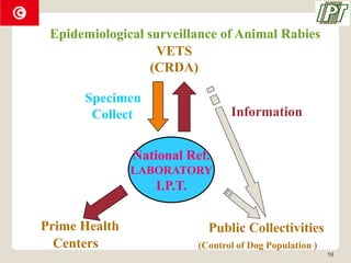 Tppa Rabies RABIES IN TUNISIA:Evolution and result of « National Program of Rabies ...