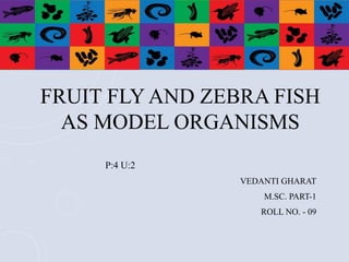 FRUIT FLY AND ZEBRA FISH
AS MODEL ORGANISMS
P:4 U:2
VEDANTI GHARAT
M.SC. PART-1
ROLL NO. - 09
 