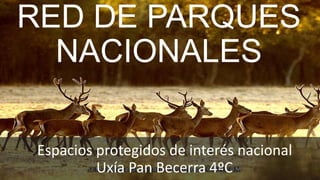RED DE PARQUES
NACIONALES
Espacios protegidos de interés nacional
Uxía Pan Becerra 4ºC
 