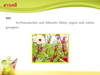 ดอก
พบ Protocatechuic acid, hibiscetin, hibicin, organic acid, malvin,
gossypetin
 