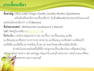 กระเจี๊ยบเขียว
ชื่อสามัญ : Okra,Lady’s Finger, Gombo, Gumbo, Bendee, Quimbamto
แต่ในอินเดียจะเรียกกระเจี๊ยบเขียวว่า บินดี (Bhindi) ส่วนประเทศในแถบเมดิ
เตอร์เรเนียนจะเรียกว่า บามี (Bamies)
ชื่อวิทยาศาสตร์: Abelmoschus esculentus(L.) Moench
วงศ์ : จัดอยู่ในวงศ์ชบา (MALVACEAE)
ชื่อท้องถิ่น : กระต้าด (สมุทรปราการ), กระเจี๊ยบ กระเจี๊ยบมอญ มะเขือ
มะเขือมอญมะเขือทะวาย ทวาย (ภาคกลาง), มะเขือมอญ มะเขือพม่า มะเขือละโว้
มะเขือขื่น มะเขือมื่น (ภาคเหนือ), ถั่วเละ (ภาคตะวันออกเฉียงเหนือ) เป็นต้น
สาหรับในประเทศไทยพื้นที่ที่มีการปลูกกระเจี๊ยบเขียวกันมากที่สุดส่วนใหญ่
แล้วจะอยู่ในภาคกลาง เช่น นครปฐม ปทุมธานี นนทบุรี นครนายก ราชบุรี ระยอง พิจิตร
สุพรรณบุรี สมุทรสาคร และกาญจนบุรี
 