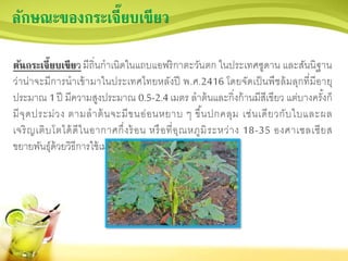 ลักษณะของกระเจี๊ยบเขียว
ต้นกระเจี๊ยบเขียว มีถิ่นกาเนิดในแถบแอฟริกาตะวันตก ในประเทศซูดาน และสันนิฐาน
ว่าน่าจะมีการนาเข้ามาในประเทศไทยหลังปี พ.ศ.2416 โดยจัดเป็นพืชล้มลุกที่มีอายุ
ประมาณ 1ปี มีความสูงประมาณ 0.5-2.4 เมตร ลาต้นและกิ่งก้านมีสีเขียว แต่บางครั้งก็
มีจุดประม่วง ตามลาต้นจะมีขนอ่อนหยาบ ๆ ขึ้นปกคลุม เช่นเดียวกับใบและผล
เจริญเติบโตได้ดีในอากาศกึ่งร้อน หรือที่อุณหภูมิระหว่าง 18-35 องศาเซลเซียส
ขยายพันธุ์ด้วยวิธีการใช้เมล็ด
 