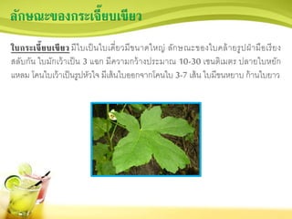 ลักษณะของกระเจี๊ยบเขียว
ใบกระเจี๊ยบเขียว มีใบเป็นใบเดี่ยวมีขนาดใหญ่ ลักษณะของใบคล้ายรูปฝ่ามือเรียง
สลับกัน ใบมักเว้าเป็น 3 แฉก มีความกว้างประมาณ 10-30 เซนติเมตร ปลายใบหยัก
แหลม โคนใบเว้าเป็นรูปหัวใจ มีเส้นใบออกจากโคนใบ 3-7 เส้น ใบมีขนหยาบ ก้านใบยาว
 