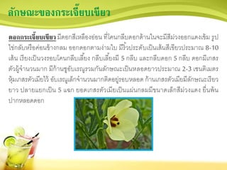 ลักษณะของกระเจี๊ยบเขียว
ดอกกระเจี๊ยบเขียว มีดอกสีเหลืองอ่อน ที่โคนกลีบดอกด้านในจะมีสีม่วงออกแดงเข้ม รูป
ไข่กลับหรือค่อนข้างกลม ออกดอกตามง่ามใบ มีริ้วประดับเป็นเส้นสีเขียวประมาณ 8-10
เส้น เรียงเป็นวงรอบโคนกลีบเลี้ยง กลีบเลี้ยงมี 5 กลีบ และกลีบดอก 5 กลีบ ดอกมีเกสร
ตัวผู้จานวนมาก มีก้านชูอับเรณูรวมกันลักษณะเป็นหลอดยาวประมาณ 2-3 เซนติเมตร
หุ้มเกสรตัวเมียไว้ อับเรณูเล็กจานวนมากติดอยู่รอบหลอด ก้านเกสรตัวเมียมีลักษณะเรียว
ยาว ปลายแยกเป็น 5 แฉก ยอดเกสรตัวเมียเป็นแผ่นกลมมีขนาดเล็กสีม่วงแดง ยื่นพ้น
ปากหลอดดอก
 