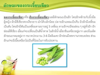 ลักษณะของกระเจี๊ยบเขียว
ผลกระเจี๊ยบเขียว หรือ ฝักกระเจี๊ยบเขียว ผลมีลักษณะเป็นฝัก โดยฝักคล้ายกับนิ้วมือ
ผู้หญิง ฝักมีสีเขียวทรงเรียวยาว มักโค้งเล็กน้อย ปลายฝักแหลมเป็นจีบ ผิวฝักมีเหลี่ยม
เป็นสัน โดยฝักมีสันเป็นเหลี่ยมตามยาวอยู่ 5 เหลี่ยม ตามฝักจะมีขนอ่อน ๆ อยู่ทั่วฝัก ฝัก
อ่อนมีสีเขียว เมื่อแก่จะเปลี่ยนเป็นสีน้าตาล ในฝักมีน้าเมือกข้นเหนียวอยู่มาก และมีเมล็ด
ลักษณะกลมอยู่มาก ขนาดประมาณ 3-6 มิลลิเมตร ฝักอ่อนมีรสหวานกรอบอร่อย ส่วน
ฝักแก่จะมีเนื้อเหนียวไม่เป็นที่นิยมในการรับประทาน
 