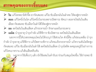  ใบ แก้โรคพยาธิตัวจี๊ด ยากัดเสมหะ แก้ไอ ขับเมือกมันในลาคอ ให้ลงสู่ทวารหนัก
 ดอก แก้โรคนิ่วในไต แก้โรคนิ่วในกระเพราะปัสสาวะ ขัดเบา ละลายไขมันในเส้น
เลือด กัดเสมหะ ขับเมือกในลาไส้ให้ลงสู่ทวารหนัก
 ผล ลดไขมันในเส้นเลือด แก้กระหายน้า รักษาแผลในกระเพาะ
 เมล็ด บารุงธาตุ บารุงกาลัง แก้ดีพิการ ขับปัสสาวะ ลดไขมันในเส้นเลือด
นอกจากนี้ได้บ่งสรรพคุณโดยไม่ได้ระบุว่าใช้ส่วนใด ดังนี้คือ แก้อ่อนเพลีย บารุง
กาลัง บารุงธาตุ แก้ดีพิการ แก้ปัสสาวะพิการ แก้คอแห้งกระหายน้า แก้ความดันโลหิตสูง
กัดเสมหะ แก้ไอ ขับเมือกมันในลาไส้ ลดไขมันในเลือด บารุงโลหิต ลดอุณหภูมิในร่างกาย
แก้โรคเบาหวาน แก้เส้นเลือดตีบตัน
นอกจากใช้เดี่ยวๆ แล้ว ยังใช้ผสมในตารับยาร่วมกับสมุนไพรอื่น ใช้ถ่ายพยาธิ
ตัวจี๊ด
 