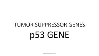 TUMOR SUPPRESSOR GENES
p53 GENE
www.ilovepathology.com
 