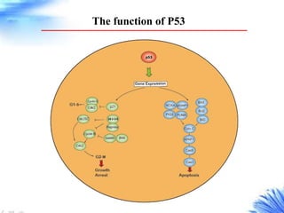 P53 signaling pathway creative diagnostics | PPTX
