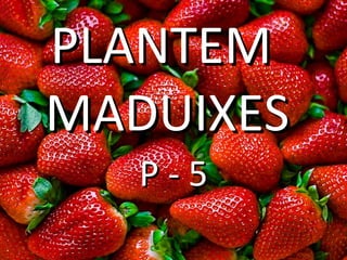 PLANTEM  MADUIXES P - 5 