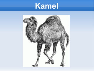 Kamel
 
