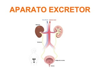 APARATO EXCRETOR