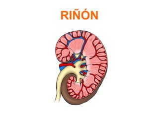 RIÑÓN