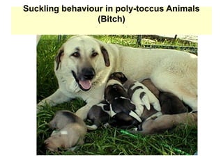 Suckling behaviour in poly-toccus Animals
(Bitch)
 