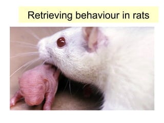 Retrieving behaviour in rats
 