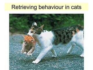 Retrieving behaviour in cats
 