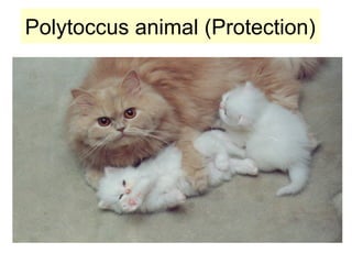 Polytoccus animal (Protection)
 
