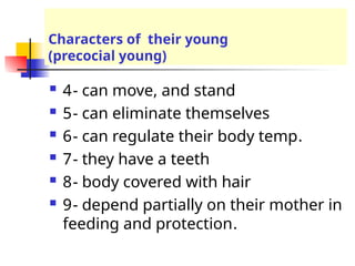 Characters of their young
(precocial young)
 4- can move, and stand
 5- can eliminate themselves
 6- can regulate their body temp.
 7- they have a teeth
 8- body covered with hair
 9- depend partially on their mother in
feeding and protection.
 