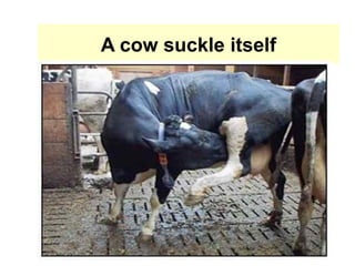 A cow suckle itself
 