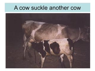 A cow suckle another cow
 