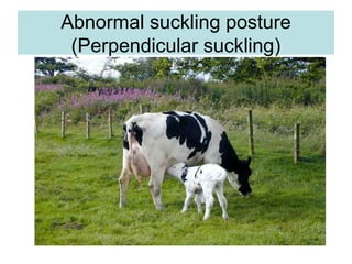 Abnormal suckling posture
(Perpendicular suckling)
 