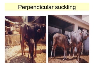 Perpendicular suckling
 
