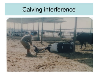 Calving interference
 