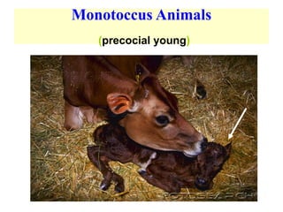 Monotoccus Animals
(precocial young)
 