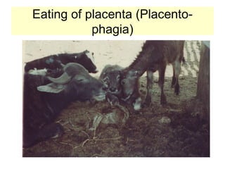Eating of placenta (Placento-
phagia)
 