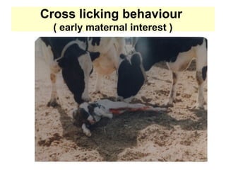 Cross licking behaviour
( early maternal interest )
 