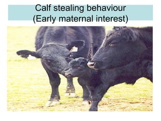 Calf stealing behaviour
(Early maternal interest)
 