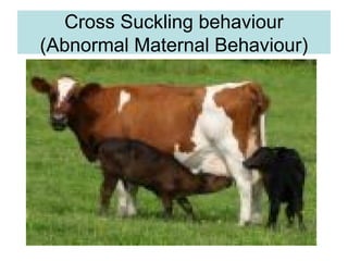 Cross Suckling behaviour
(Abnormal Maternal Behaviour)
 