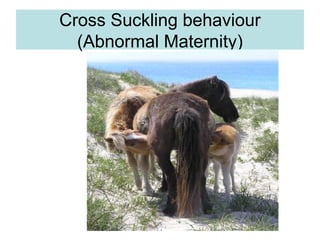 Cross Suckling behaviour
(Abnormal Maternity)
 
