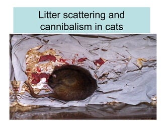 Litter scattering and
cannibalism in cats
 