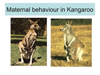 Maternal behaviour in Kangaroo
 