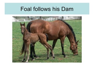 Foal follows his Dam
 