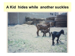 A Kid hides while another suckles
 