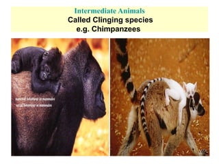 Intermediate Animals
Called Clinging species
e.g. Chimpanzees
 