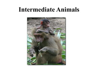Intermediate Animals
 