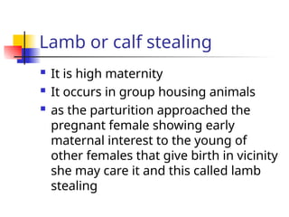 Lamb or calf stealing
 It is high maternity
 It occurs in group housing animals
 as the parturition approached the
pregnant female showing early
maternal interest to the young of
other females that give birth in vicinity
she may care it and this called lamb
stealing
 